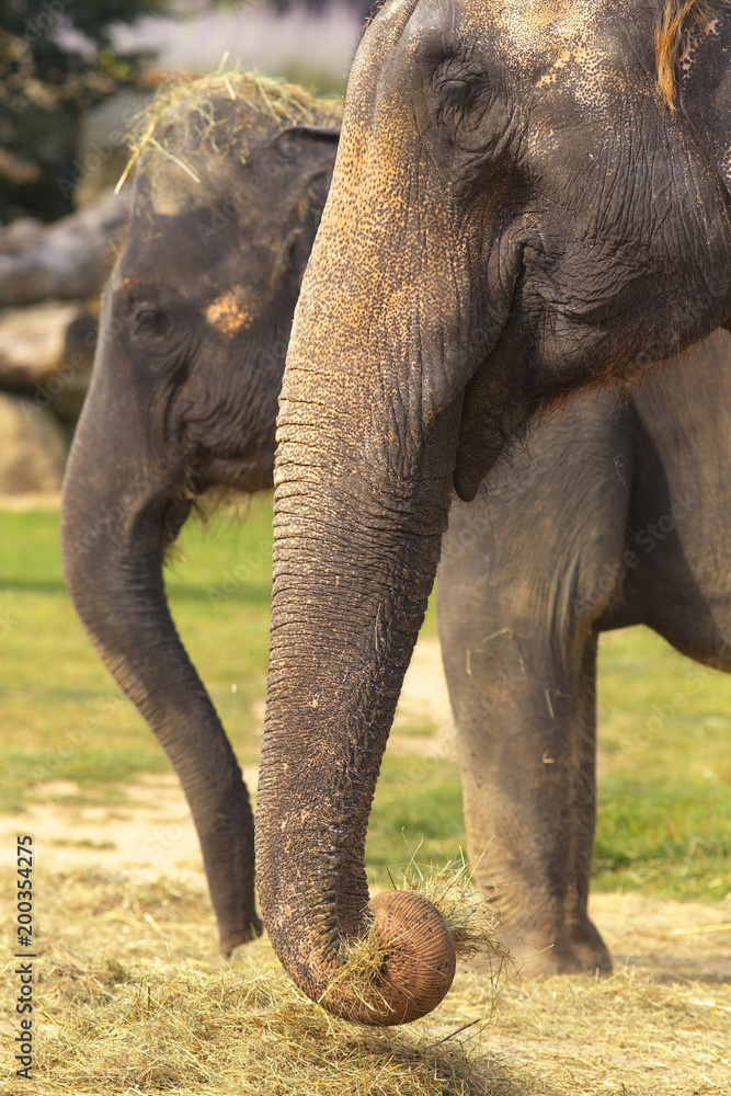 Fototapeta premium Two elephants