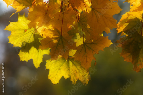 Detailed view of yellow maple leaves at autumnal time
