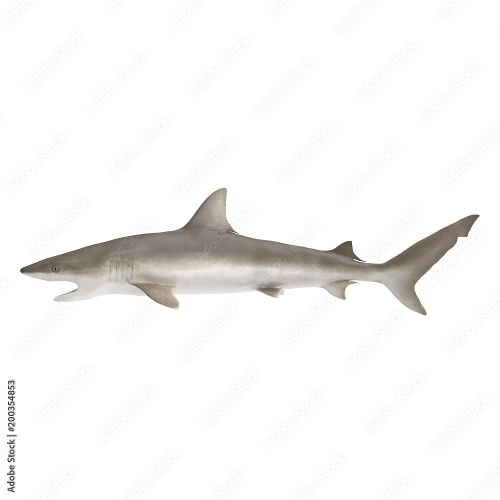 Blacknose Shark on white. 3D illustration