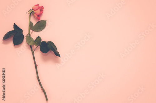 A faded almost dead rose. B...