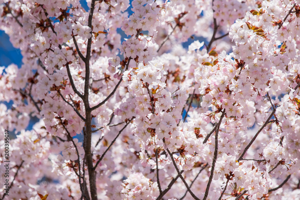 Cherry blossom ,Springtime of Sakura flower seasonal. Cherry blossom ,Springtime of Sakura flower seasonal.