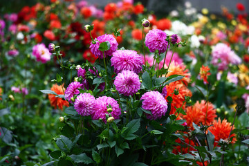 Keuken achterwand Dahlia Lila dahlia tussen bonte bloemen  © imamchits