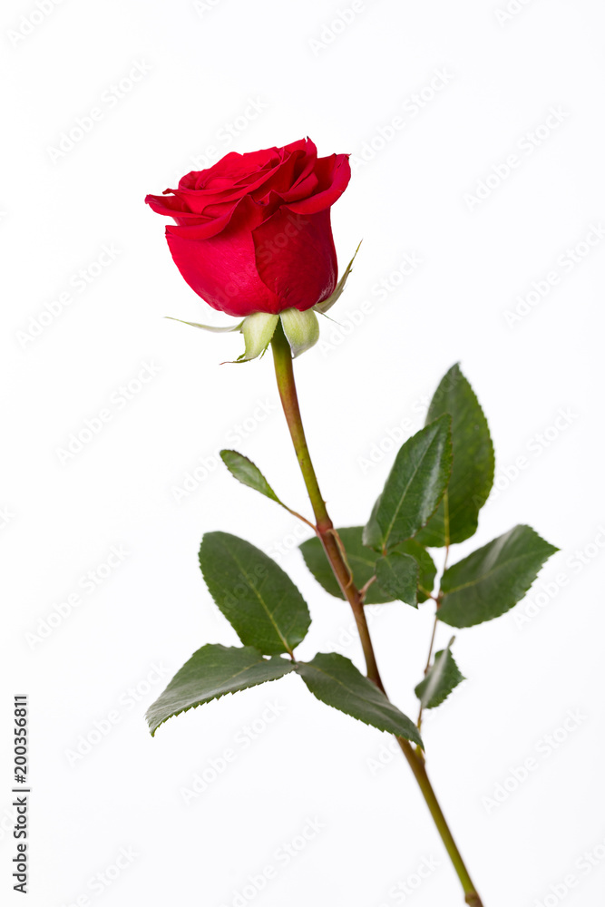 rose and red petals with white background