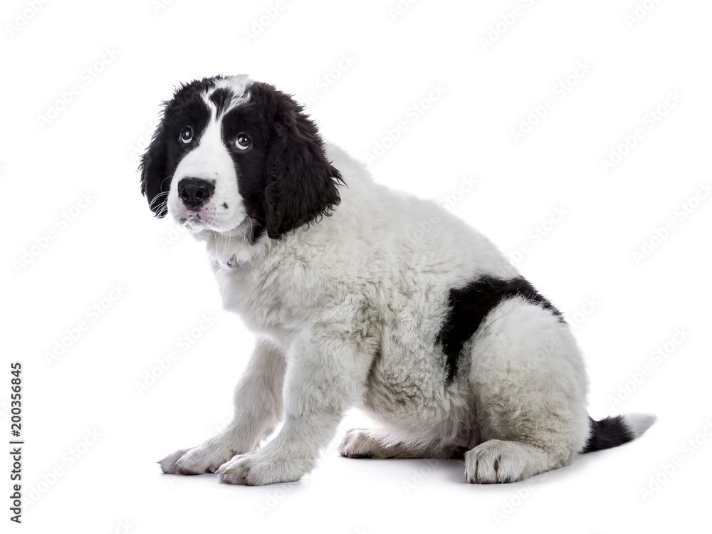 Cute black and white Landseer puppy sitting side ways isolated on white backgrond looking up Cute black and white Landseer puppy sitting side ways isolated on white backgrond looking up