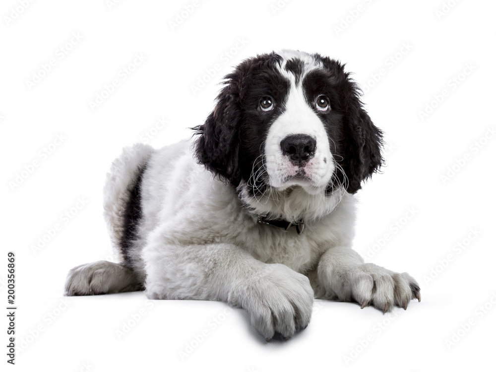 Cute black and white Landseer puppy laying down with one paw over edge isolated on white backgrond looking up