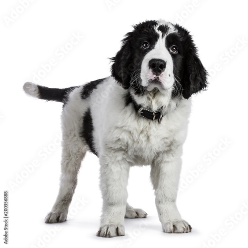 Cute black and white Landseer puppy standing isolated on white backgrond looking at lens