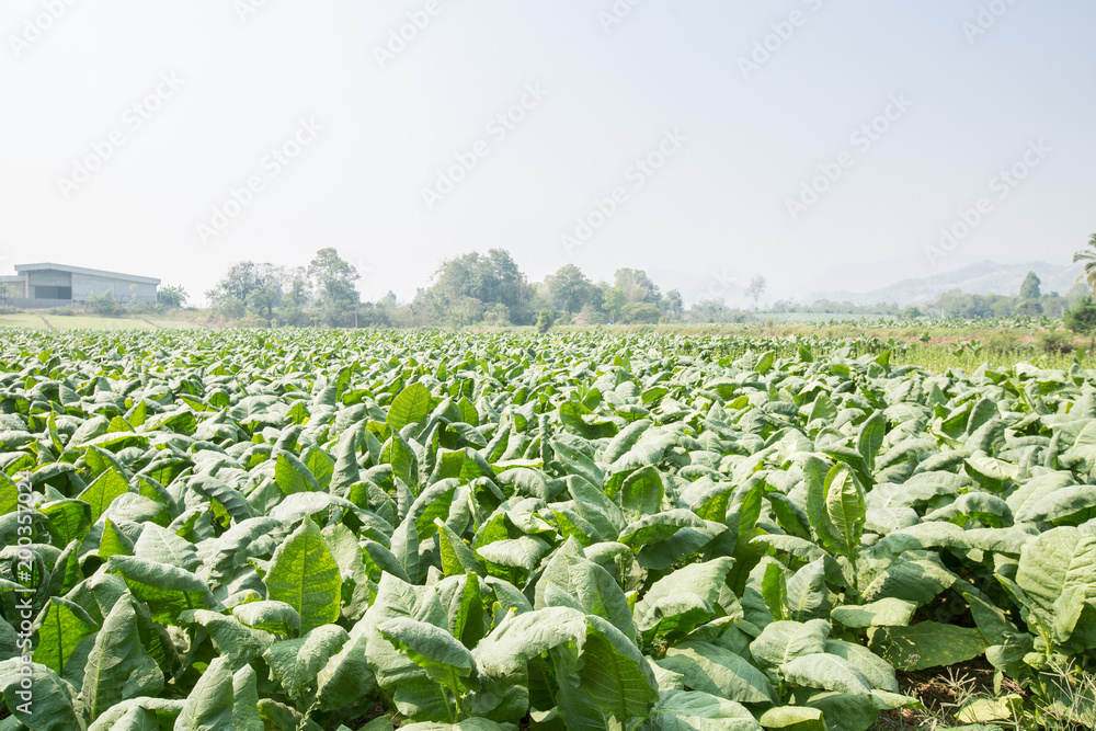 Fototapeta premium Tobacco leaf field farm