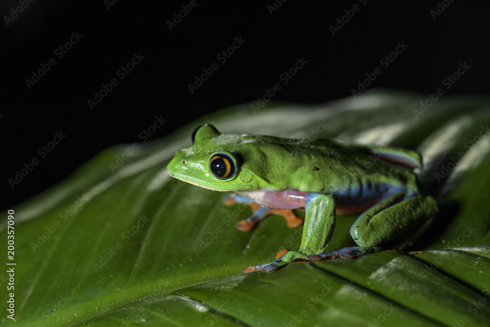 Blue-sided Tree-frog - Agalychnis annae, night picture of beautiful colorful endangered from from Central America forests, Costa Rica.