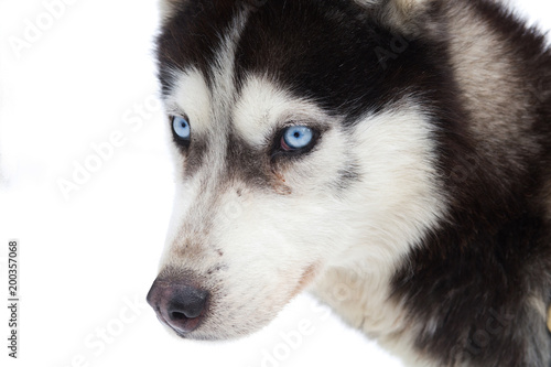 Blue eyed siberian husky portrait  