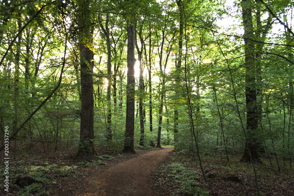 Fototapeta premium Path going through dense forest
