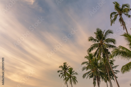 Palm trees against sunset sky on Koh Kood island in Thailand. Tropical holiday concept, copy space