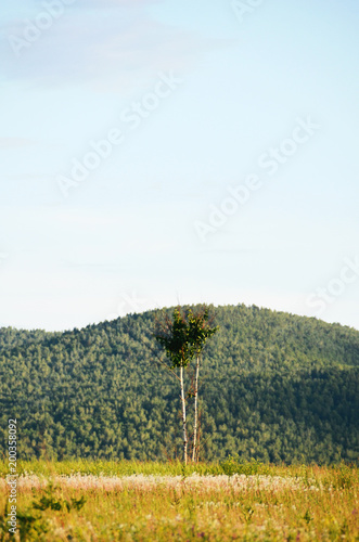 A lonely tree on a background of a mountain with a forest.