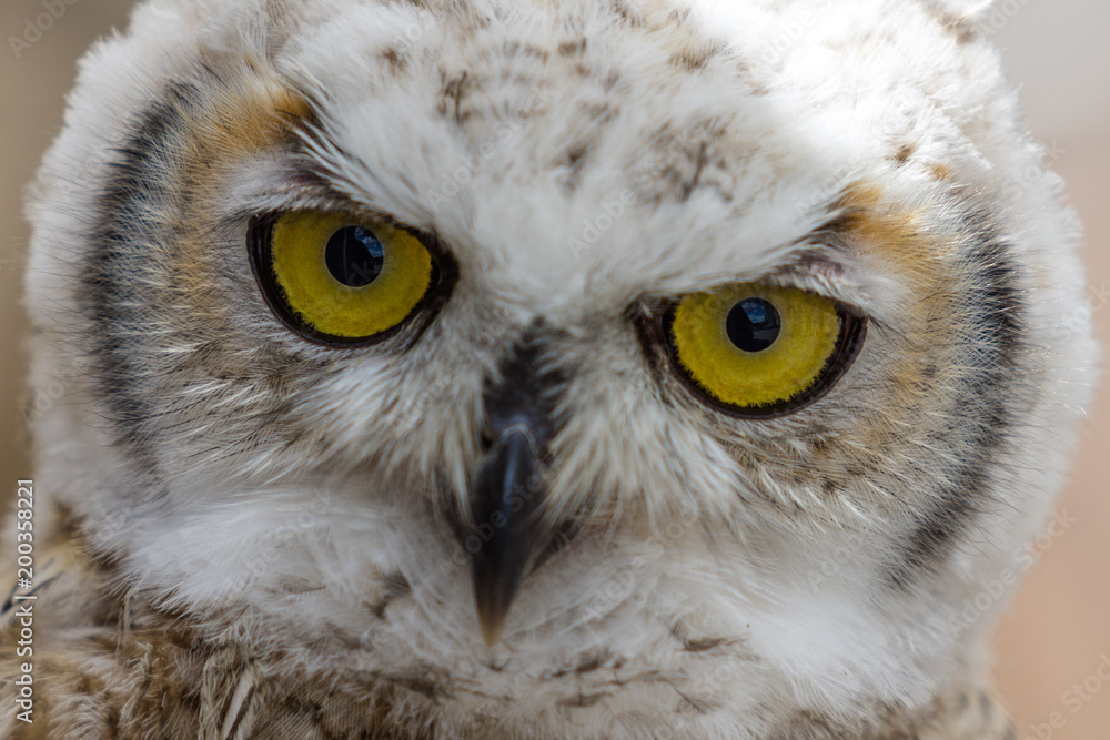 Obraz premium Head shot of owls