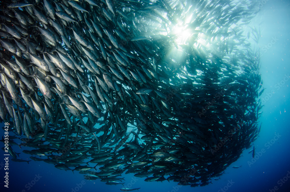 Obraz premium Big eye Trevally Jack, (Caranx sexfasciatus) in polarized school, bait ball or tornado with a diver taking pictures. Cabo Pulmo National Park. Baja California Sur,Mexico.