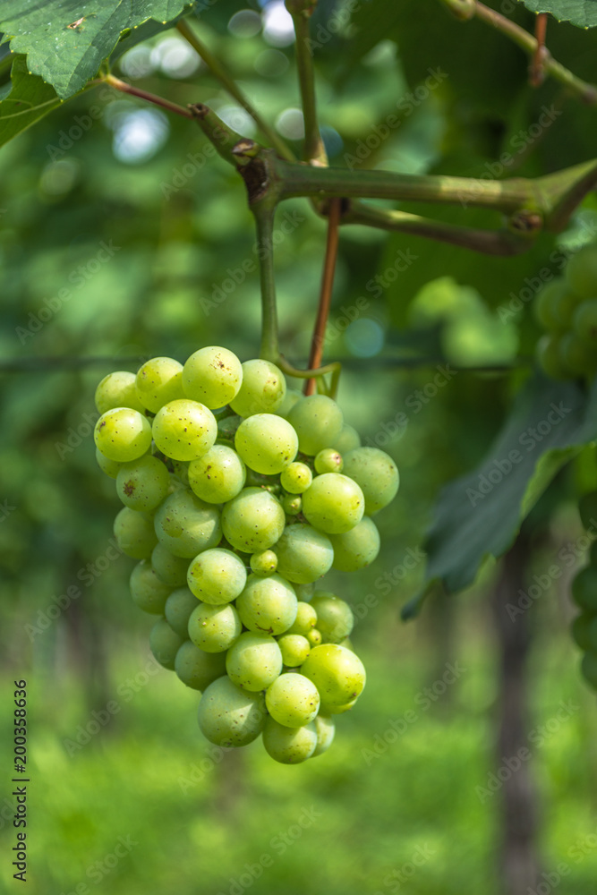 Grapes during a fine summer evening