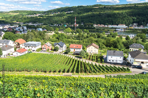 Vineyards along the moselle river photo