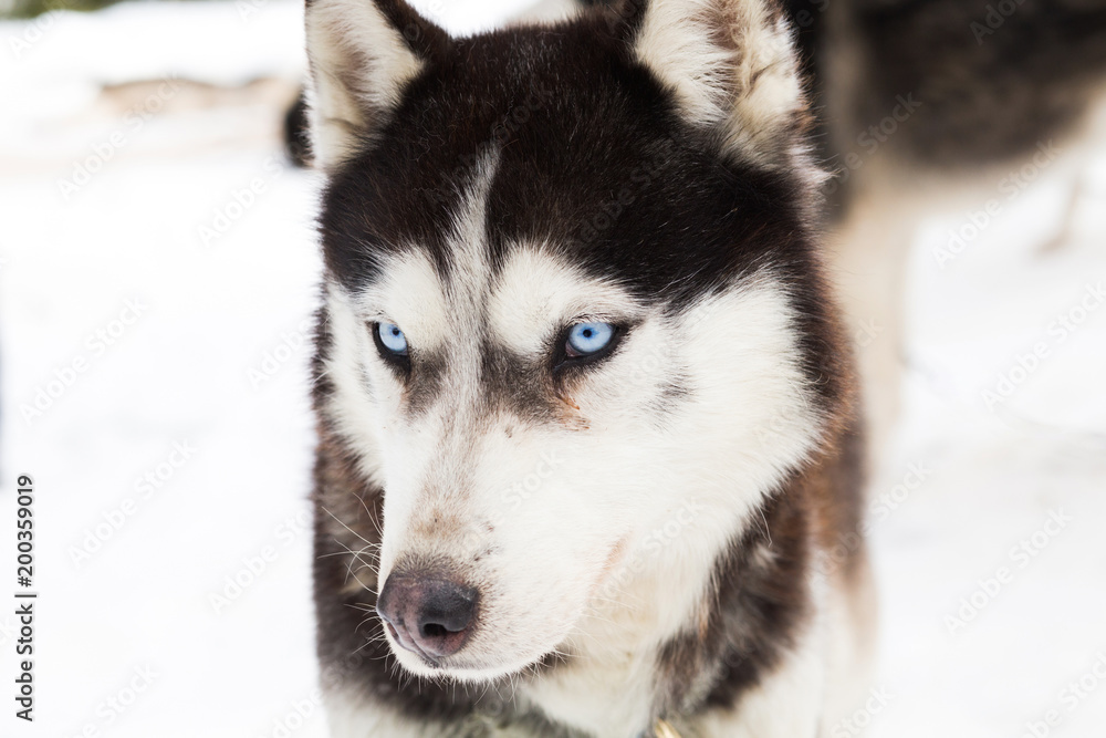 Blue eyed siberian husky portrait
