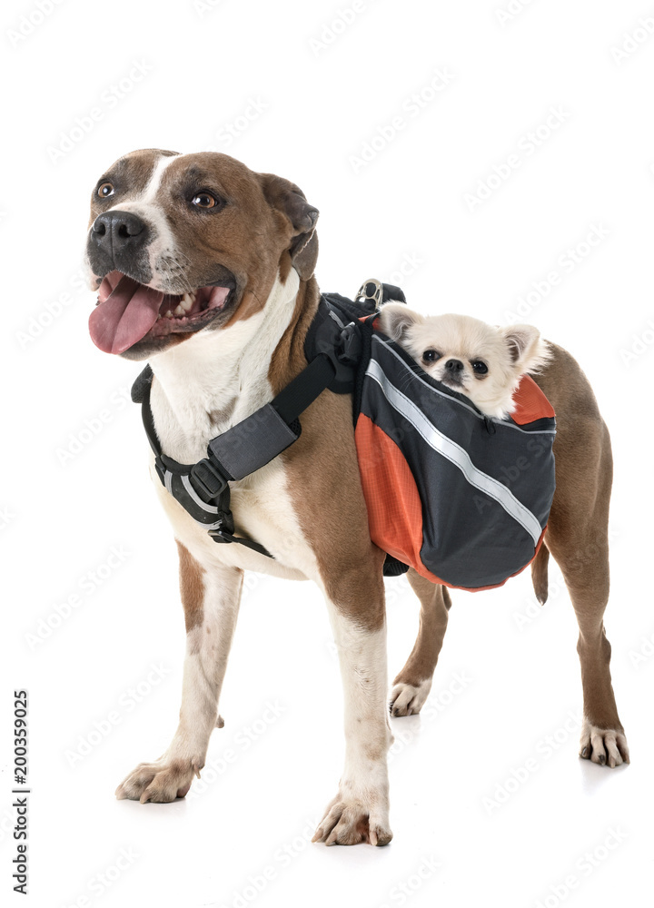 american staffordshire terrier, chihuahua and bag