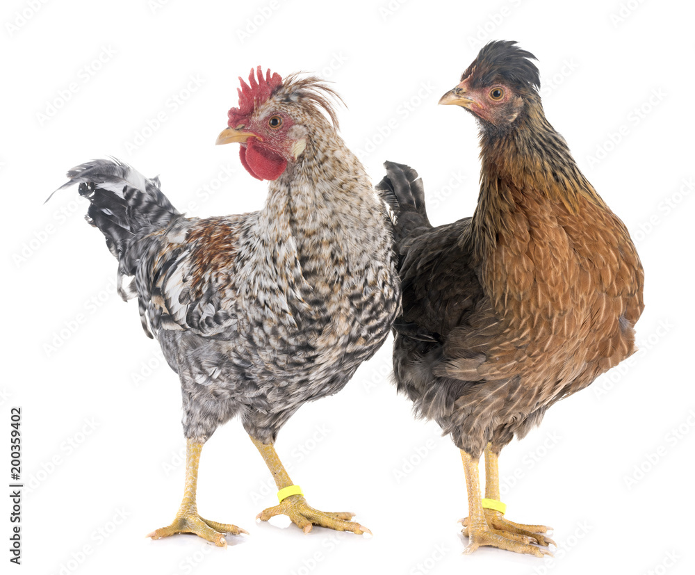 cream legbar chicken cream legbar chicken