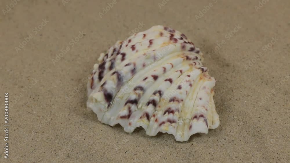 Rotations of the seashell lying on the dunes. Beauty in nature. Rotations of the seashell lying on the dunes. Beauty in nature.