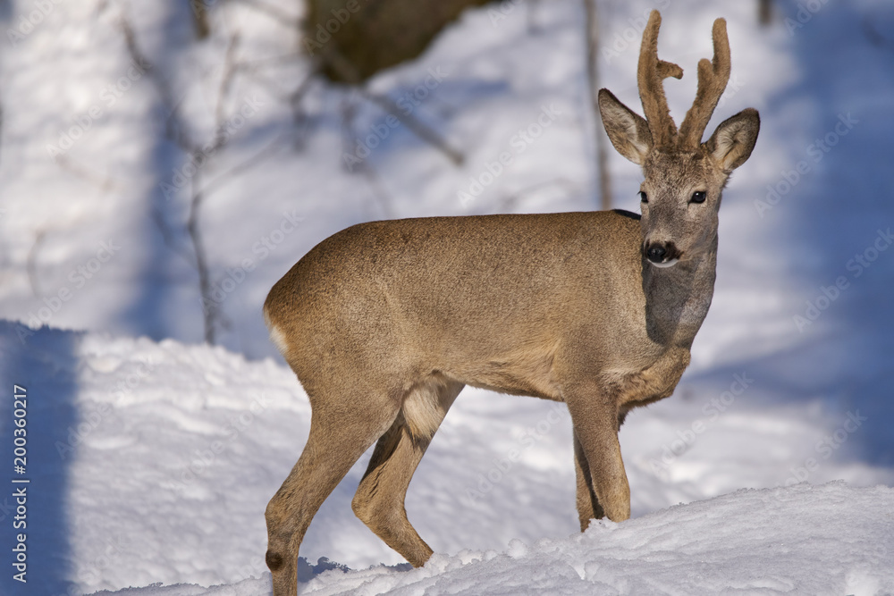 Roe deer in the forest Roe deer in the forest