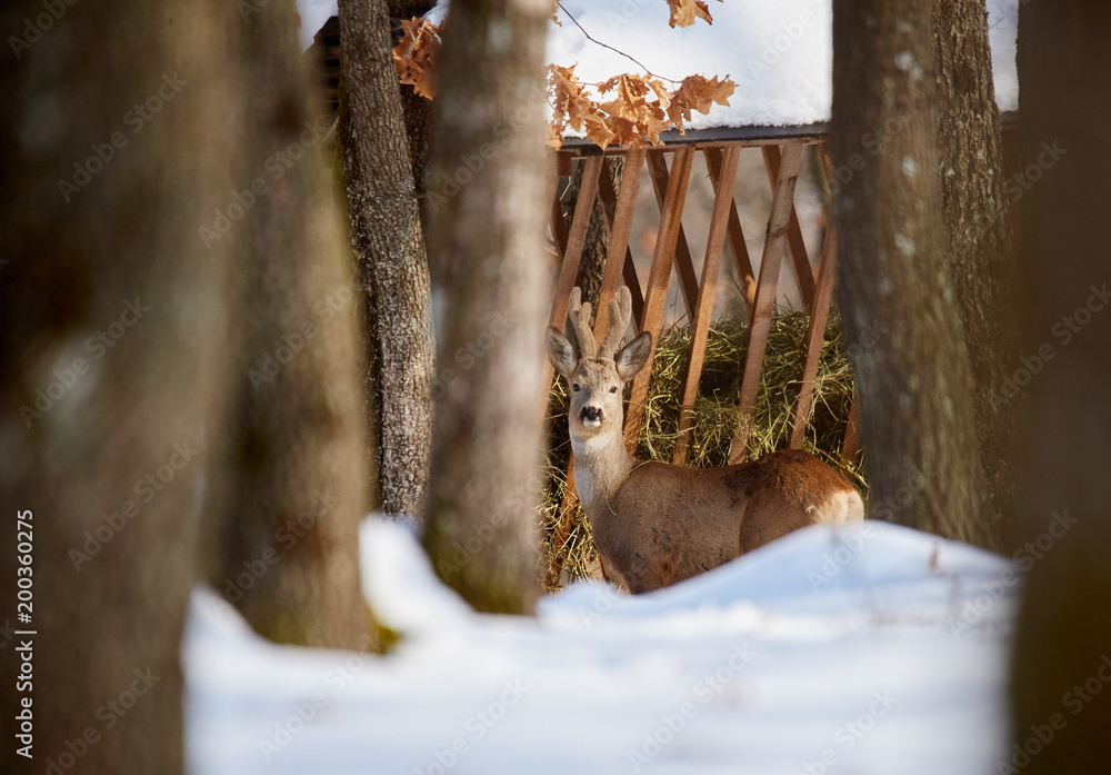 Fototapeta premium Roe deer in the forest