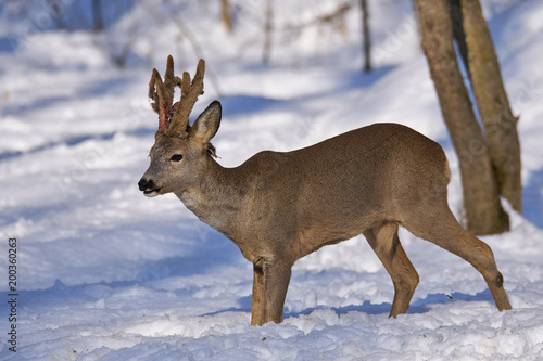 Wallpaper Mural Roe deer in the forest Torontodigital.ca
