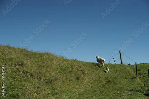 Mamá oveja seguida por su cría en la loma de una colina verde. Escena con cielo azul despejado.