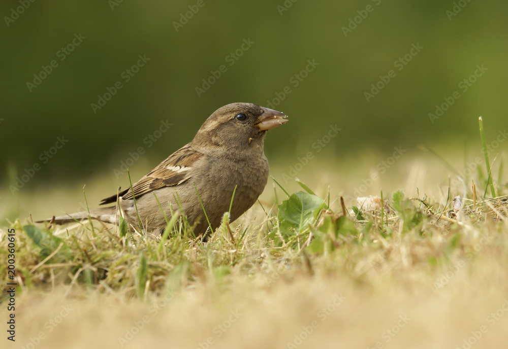 Sparrow sitting in a green summer grass.Portrait of sparrow in grass Sparrow sitting in a green summer grass.Portrait of sparrow in grass