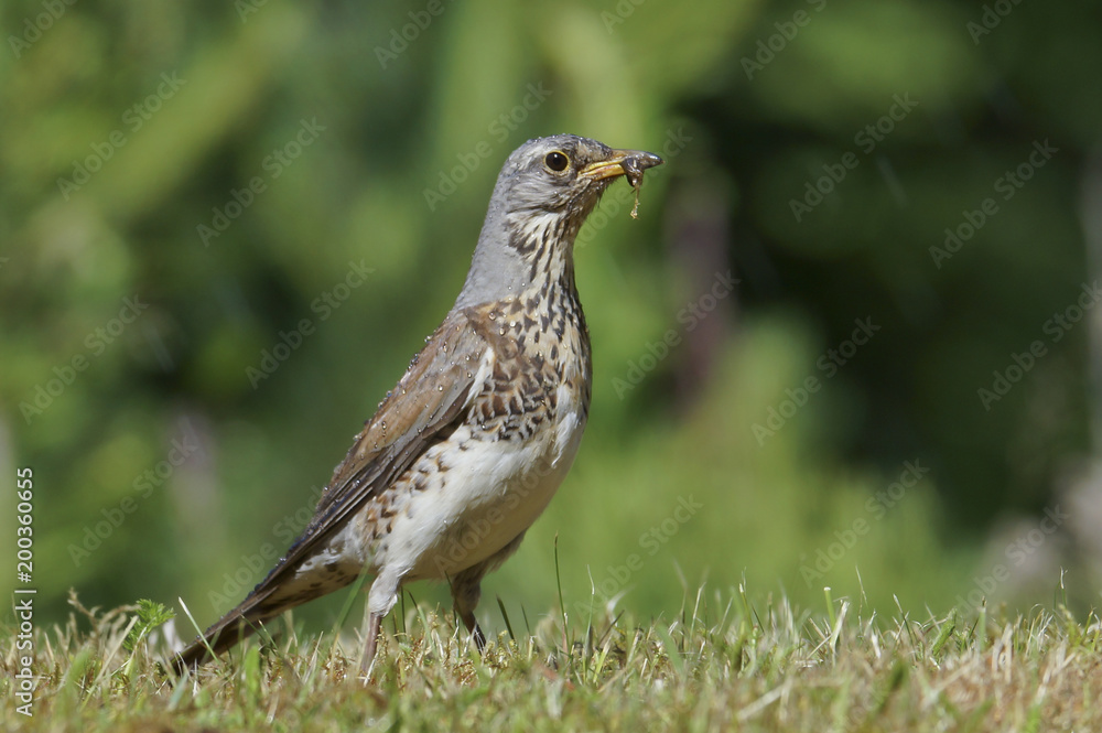 Song Thrush - Turdus philomelos searching for food on a grass Song Thrush - Turdus philomelos searching for food on a grass