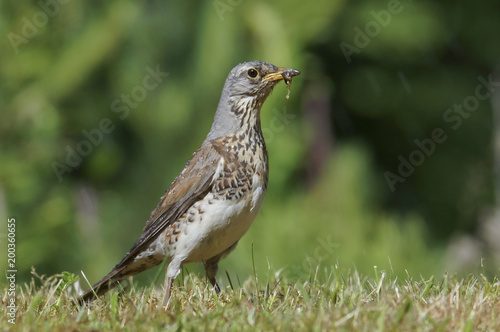 Song Thrush - Turdus philomelos searching for food on a grass © Zigmunds Kluss