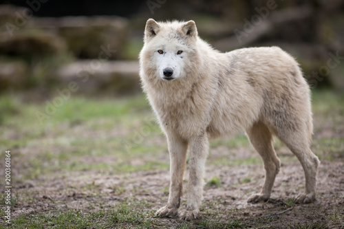 White Wolf Animal