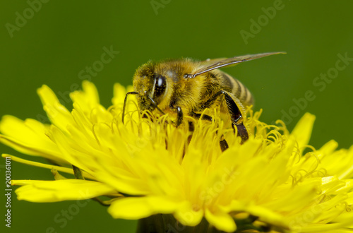 honey bee collecting honey on dandelions.Macro 