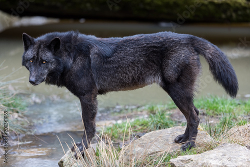 Black Wolf Animal