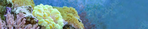 Reef tank, marine aquarium full of fishes and plants. Horizontal photo banner for website header. Tank filled with water for keeping live underwater animals.  photo