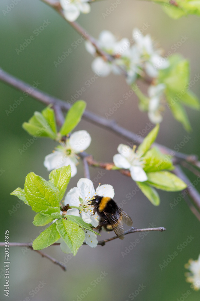 Bumblebee in bloomtree flower