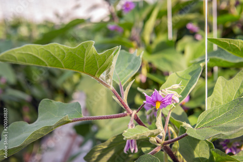 Eggplant blossoms and leaves from close