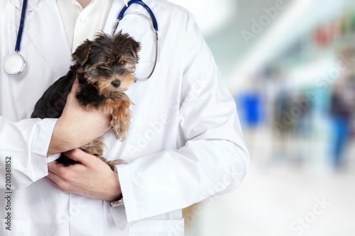Small dog examined at the veterinary