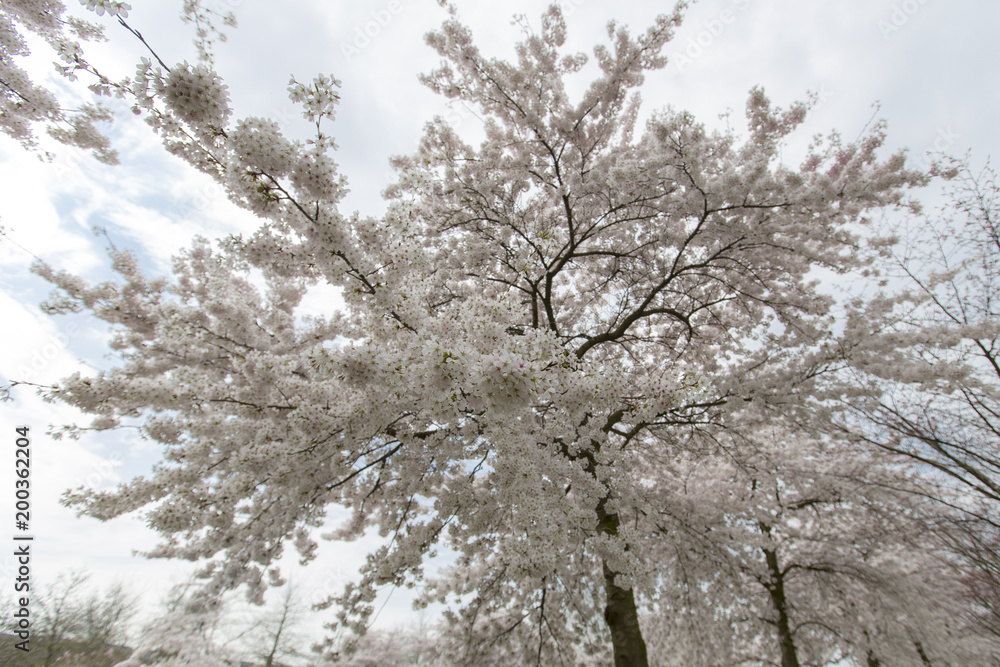 Beautiful blossoming trees in springtime Beautiful blossoming trees in springtime