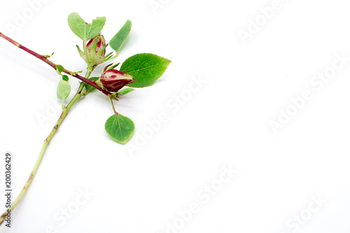 Hibiscus sabdariffa or roselle fruits and green leaf on white background  organic plant  Thai herb
