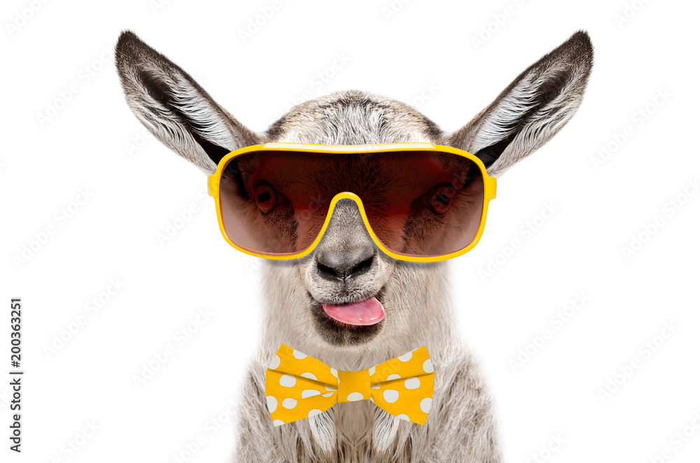 Portrait of funny gray goat in a sunglasses and bow tie, showing the  tongue, isolated on white background Stock Photo | Adobe Stock