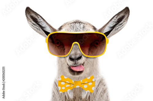Portrait of funny gray goat in a sunglasses and bow tie, showing the tongue, isolated on white background