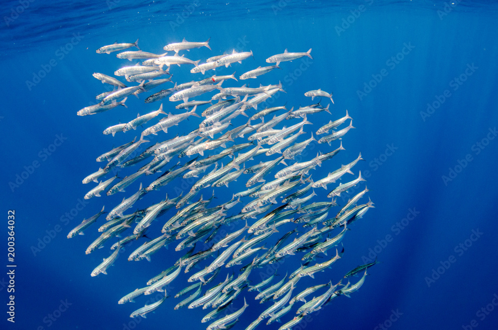Obraz premium Sardine bait ball off the mexican coast.