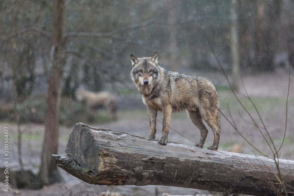 Grey Wolf Animal