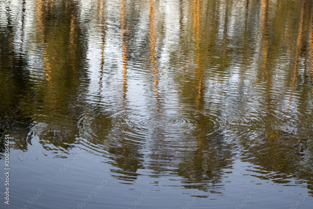 Circles on the lake water. Circles on the lake water.