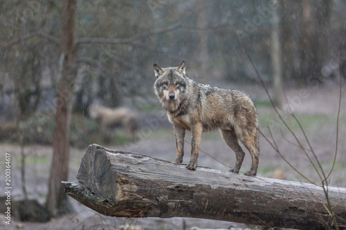 Obraz na płótnie Grey Wolf Animal w salonie