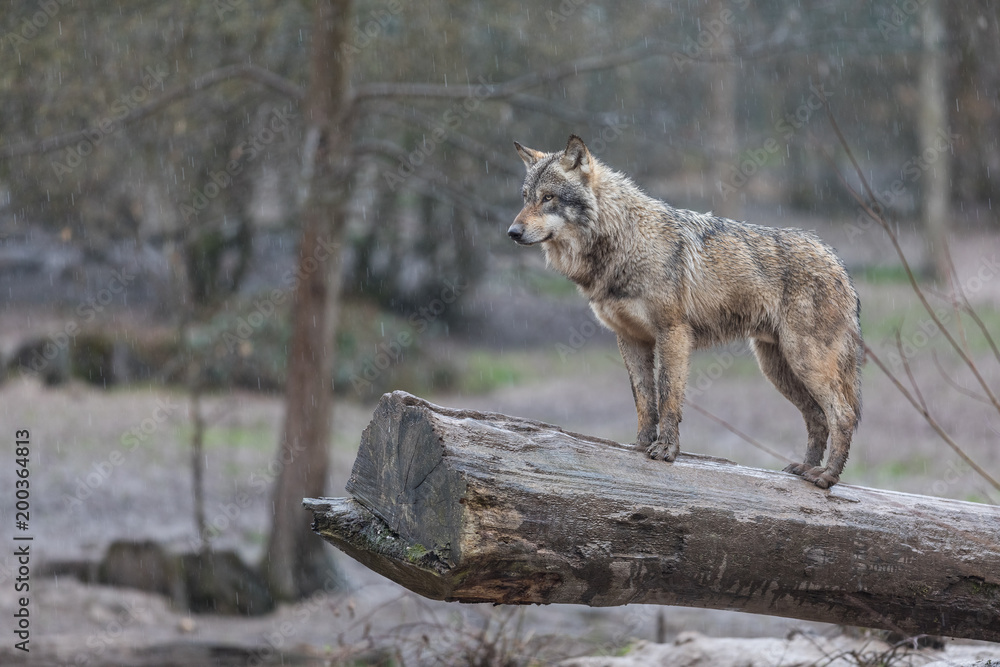 Grey Wolf Animal