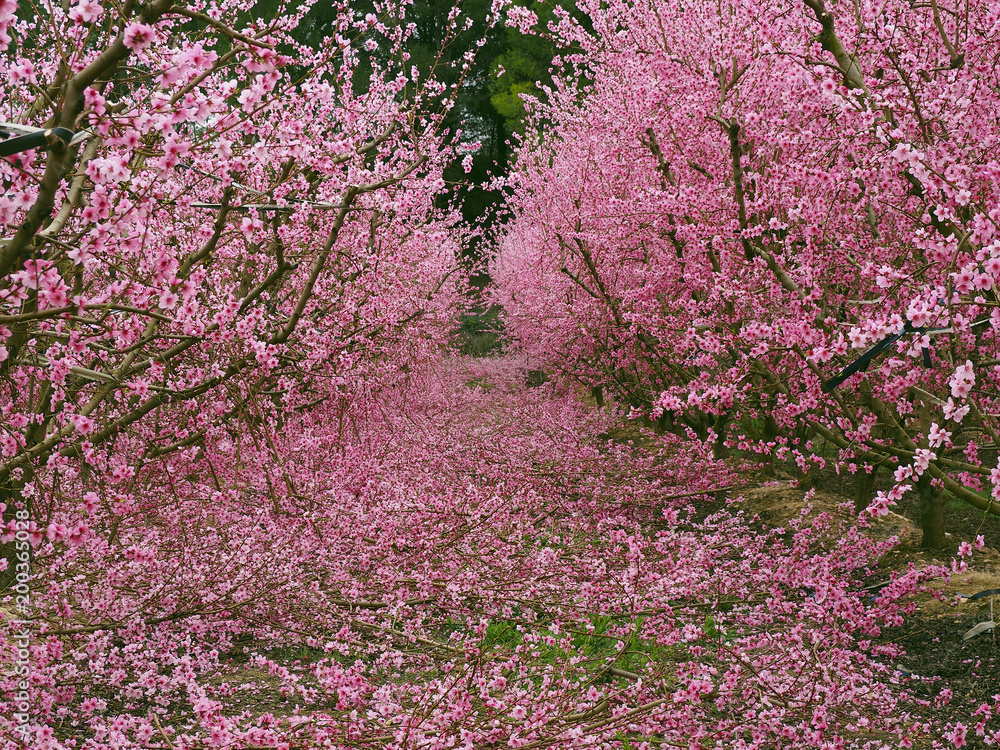 A group of fruit trees in bloomed on a pink flower