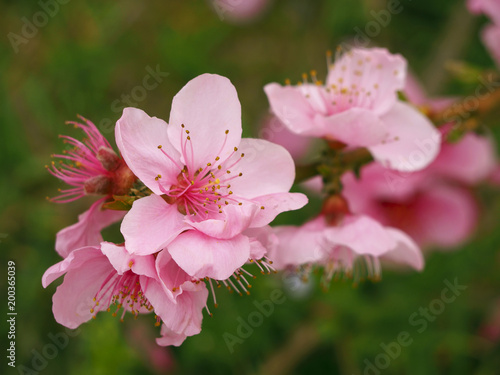 Obraz na plátně Macro of pink flower of a fruit tree