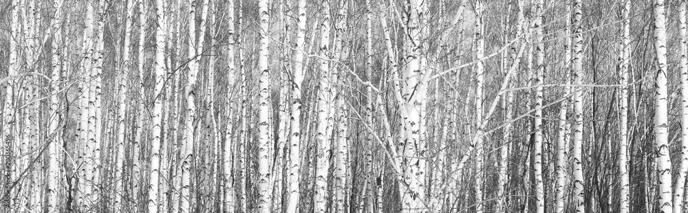 Naklejka premium black-and-white photo of white birches in birch grove